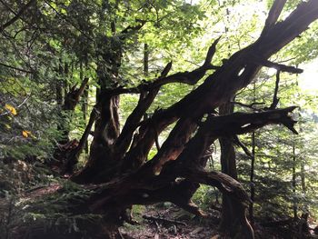 Trees in forest