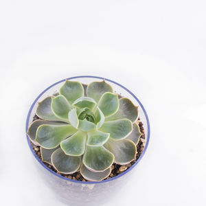 High angle view of succulent plant in bowl