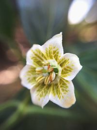 Close-up of white flower blooming outdoors