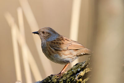 Close-up of bird perching