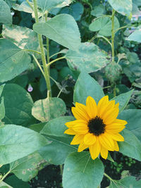 Close-up of yellow flowering plant