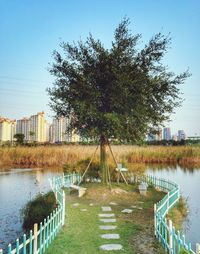 Tree and fence in pond against sky