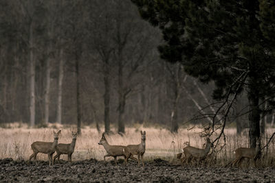 Horses in a forest