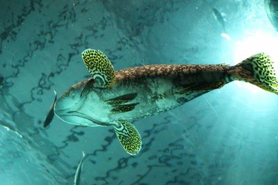 Close-up of fish swimming in sea