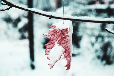 Close-up of frozen plant hanging during winter