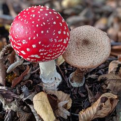 Close-up of fly agaric mushroom on field