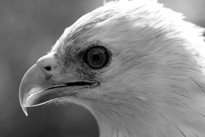 Side view of kite bird