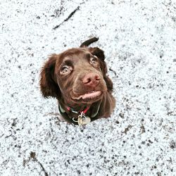 Portrait of a dog