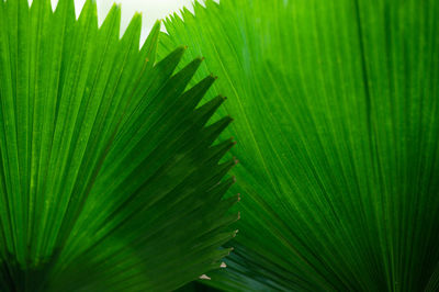 Close-up nature view of green leaf background and palm trees