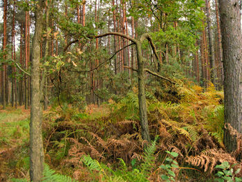 View of trees in forest