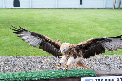 Bird flying over green grass