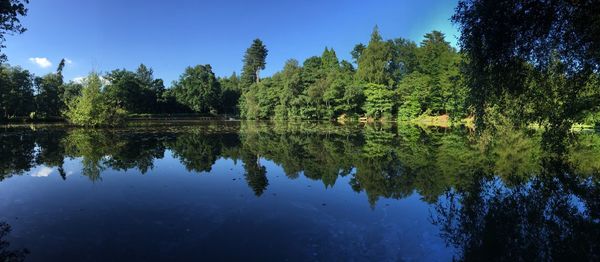 Reflection of trees in lake