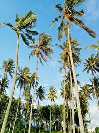 Low angle view of coconut palm trees against sky