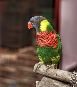 Close-up of parrot perching on tree in cage