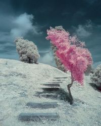 Trees against cloudy sky