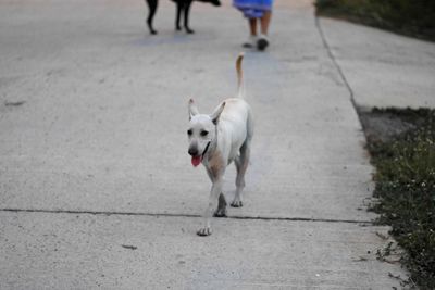 Low section of dog walking on footpath