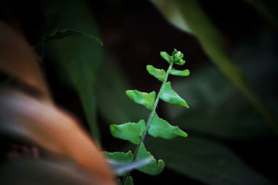 Close-up of fresh green plant