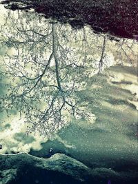 Reflection of trees in puddle