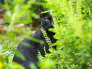 Close-up of a cat looking away
