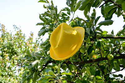 Close-up of yellow sun hat on branch