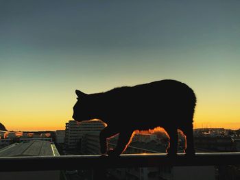 Side view of silhouette cat against orange sky