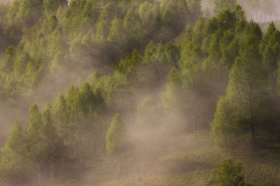 Scenic view of forest