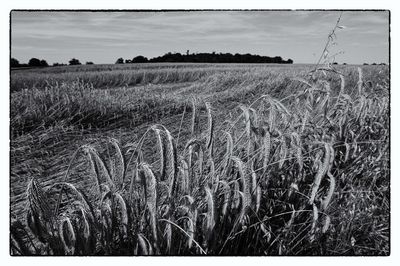 Wheat field against sky