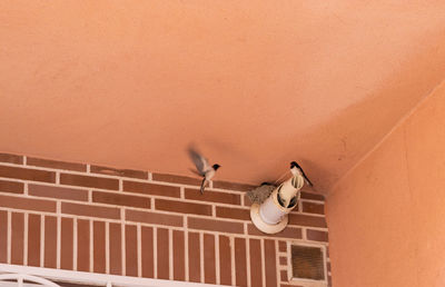 Birds perching on wall