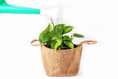 Close-up of plant against white background