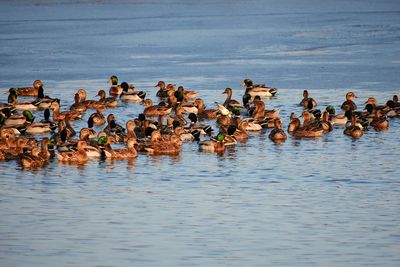 Birds swimming in lake