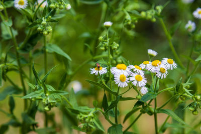 Close-up of white flowering plant