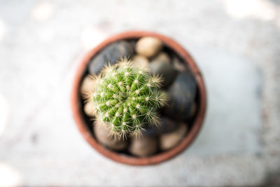 Directly above shot of cactus