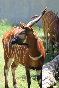 Giraffe standing on field
