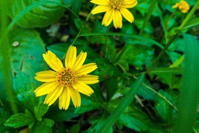 Close-up of yellow flowers blooming outdoors