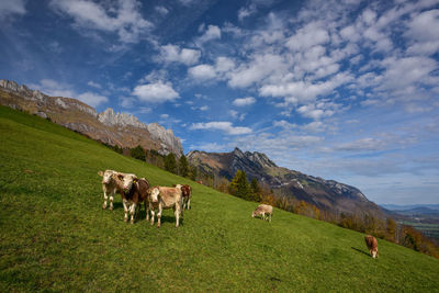 Cows grazing on hill by mountain against sky