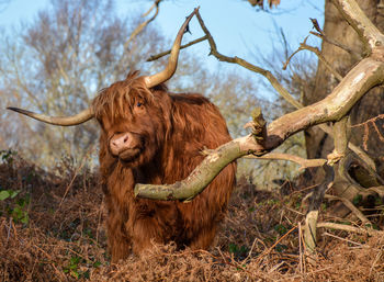 Scottish highland cattle