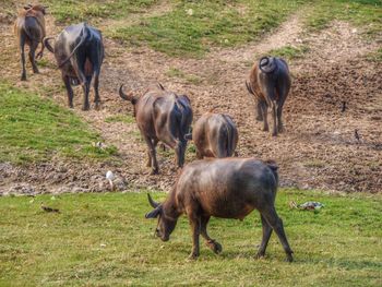 Horses grazing in a field