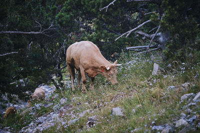 Cow grazing in a field