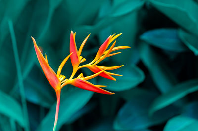 Close-up of red flowering plant