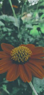 Close-up of orange flower