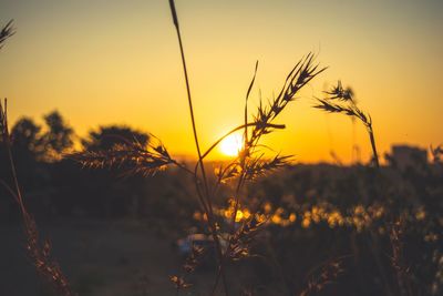 Close-up of silhouette plants against sky during sunset