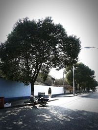 Trees on riverbank against sky