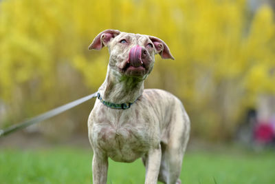 Dog standing on field