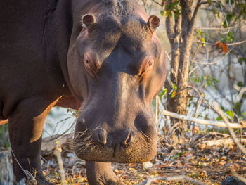 Close-up portrait of hippotamus in kruger national park, south africa