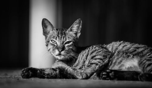 Close-up portrait of cat