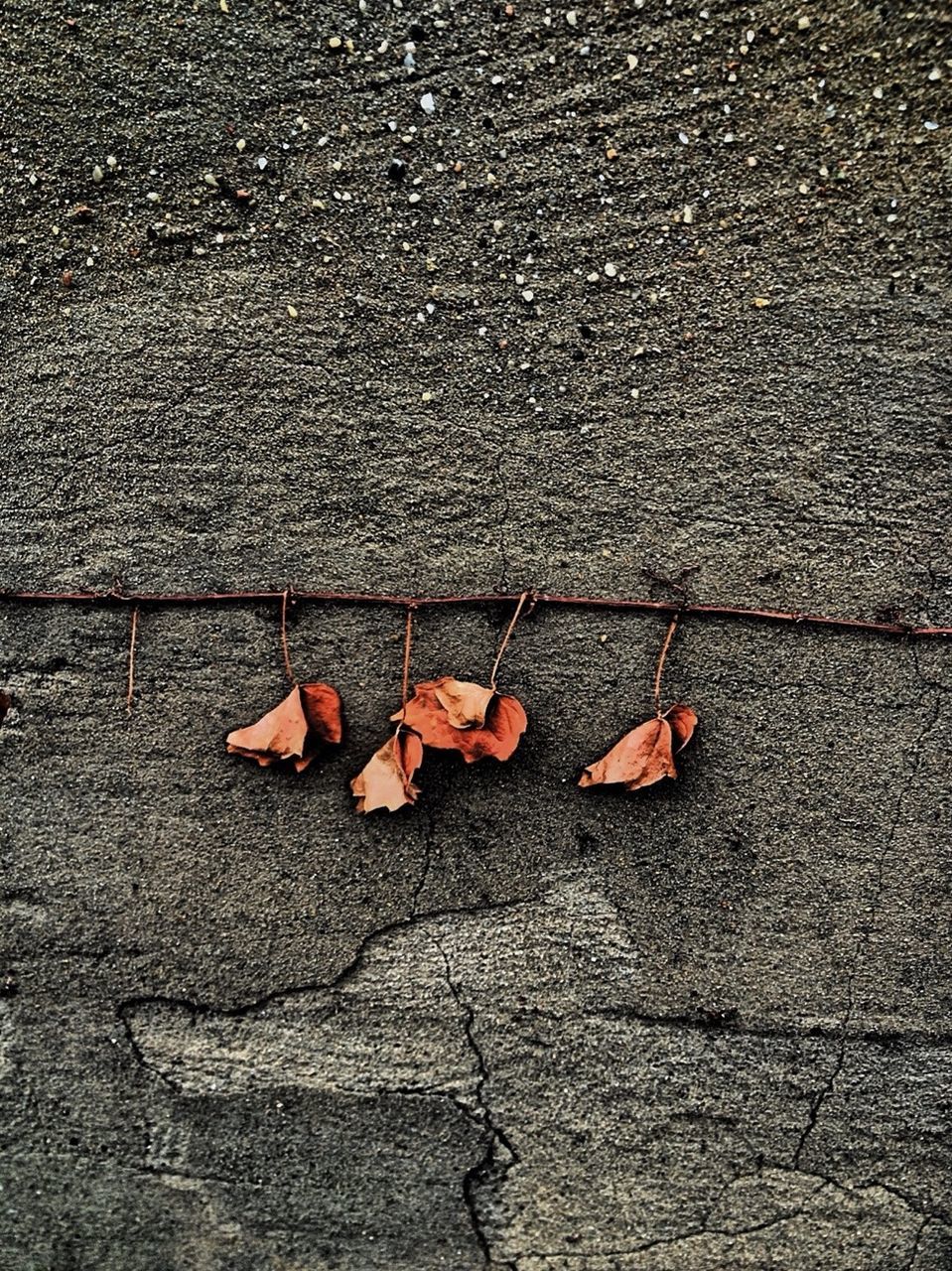 high angle view, autumn, street, leaf, asphalt, dry, fallen, change, ground, textured, road, close-up, outdoors, cobblestone, falling, maple leaf, red, day, sidewalk, leaves