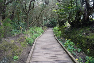 Footpath amidst trees in forest