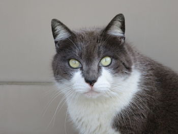 Close-up portrait of cat