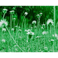 Close-up of white flowering plants on field