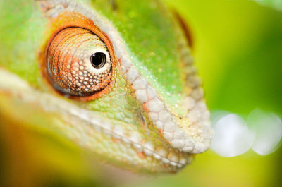 Close up of a bird